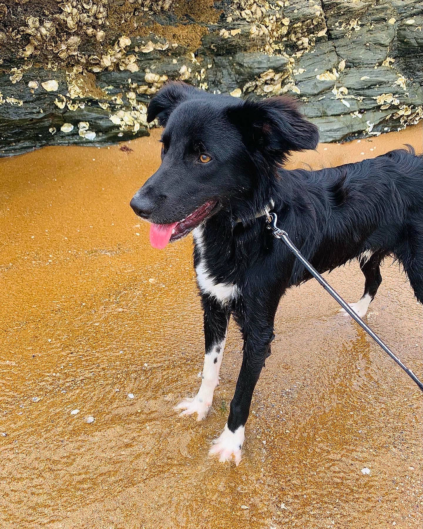 Sango a rejoint le concours — aidez-le/la à gagner de superbes lots ! borador, border_collie, canidae, carnivore, collar, companion_dog, dog, dog_breed, dog_collar, dog_supply, gun_dog, leash, pet_supply, shadow, soil, sporting_group, tail, water, working_animal, working_dog