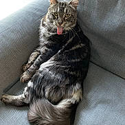 Titoo participe au concours pour gagner de l'argent avec cette photo : cat, tabby, tongue_out, feline, pet, fluffy, gray_couch, indoor, relaxed, whiskers, tail, fur, cute, animal, mammal, resting, cozy, playful, domestic_cat, sitting