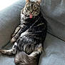 cat, tabby, tongue_out, feline, pet, fluffy, gray_couch, indoor, relaxed, whiskers, tail, fur, cute, animal, mammal, resting, cozy, playful, domestic_cat, sitting