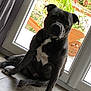 dog, black_dog, white_chest, sitting, indoor, glass_door, curious, tile_floor, houseplant, natural_light, pet, companion, animal, domestic, window, relaxed, portrait, ears, paw, garden