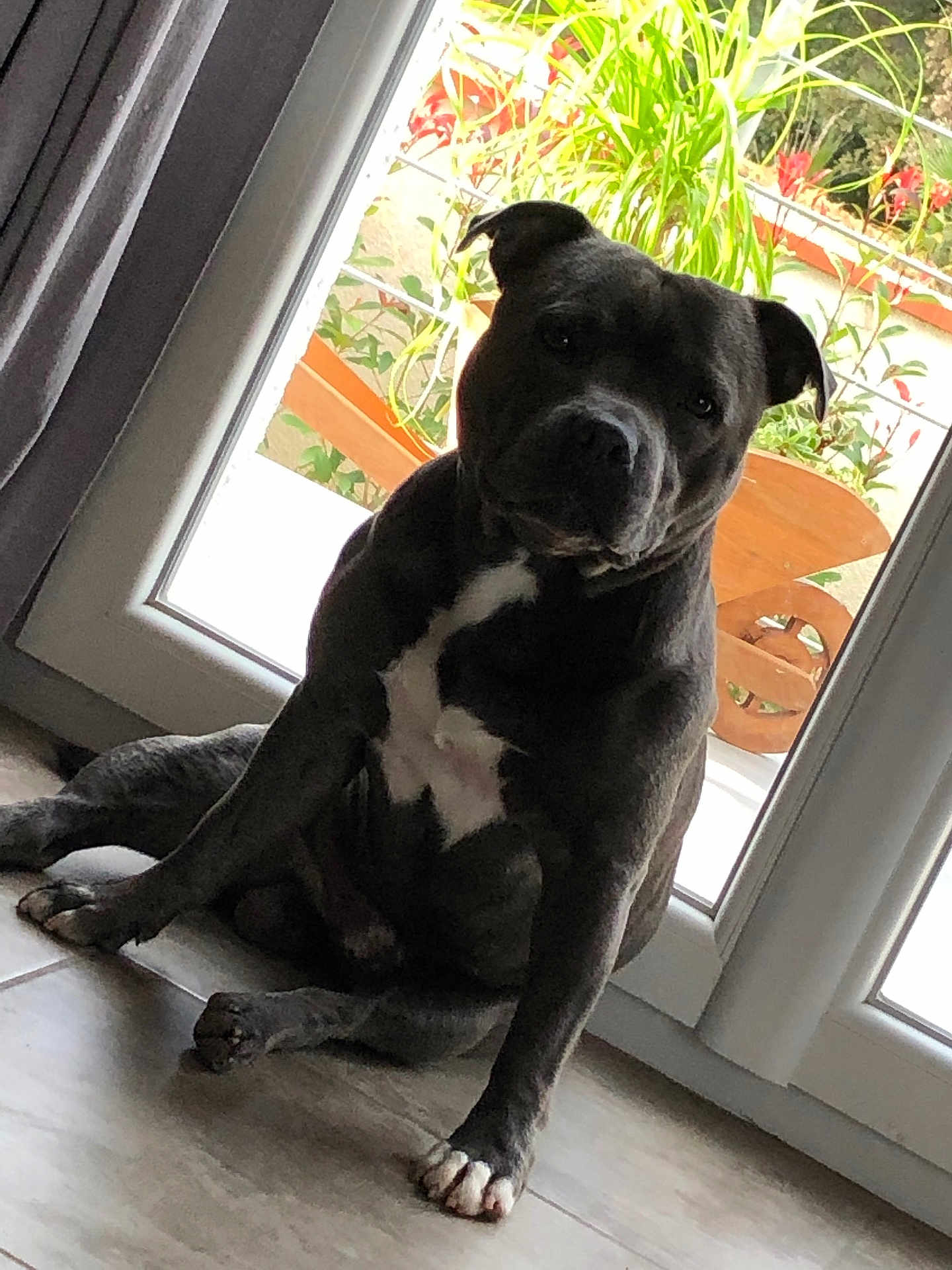 Olaf a rejoint le concours — aidez-le/la à gagner de superbes lots ! dog, black_dog, white_chest, sitting, indoor, glass_door, curious, tile_floor, houseplant, natural_light, pet, companion, animal, domestic, window, relaxed, portrait, ears, paw, garden
