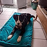 Zéphyr a rejoint le concours — aidez-le/la à gagner de superbes lots ! black_and_white_dog, collar, cushion, dog, door, floor, furniture, garden_view, home, indoor, living_room, natural_light, open_door, pet, plant, potted_plant, relaxed, resting, tile_floor, wooden_furniture