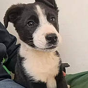 Zéphyr a rejoint le concours — aidez-le/la à gagner de superbes lots ! animal, attention, black_and_white, companion, cute, dog, domestic, ears, face, friendly, fur, indoor, lap, nose, person, pet, puppy, sitting, whiskers, young