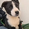 animal, attention, black_and_white, companion, cute, dog, domestic, ears, face, friendly, fur, indoor, lap, nose, person, pet, puppy, sitting, whiskers, young