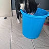 Babouche participe au concours pour gagner de l'argent avec cette photo : cat, black_and_white, blue_bucket, curious, floor_tiles, indoor, pet, animal, whiskers, paws, exploring, container, domestic_cat, feline, head_down, tile_floor, household, curiosity, playful, kitten