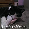 Babouche participe au concours pour gagner de l'argent avec cette photo : cat, sleeping, slipper, floor, black_and_white, paw, indoor, cozy, pet, animal, resting, feline, home, quiet, purple_wall, wooden_floor, furniture, soft_light, cute, relaxed