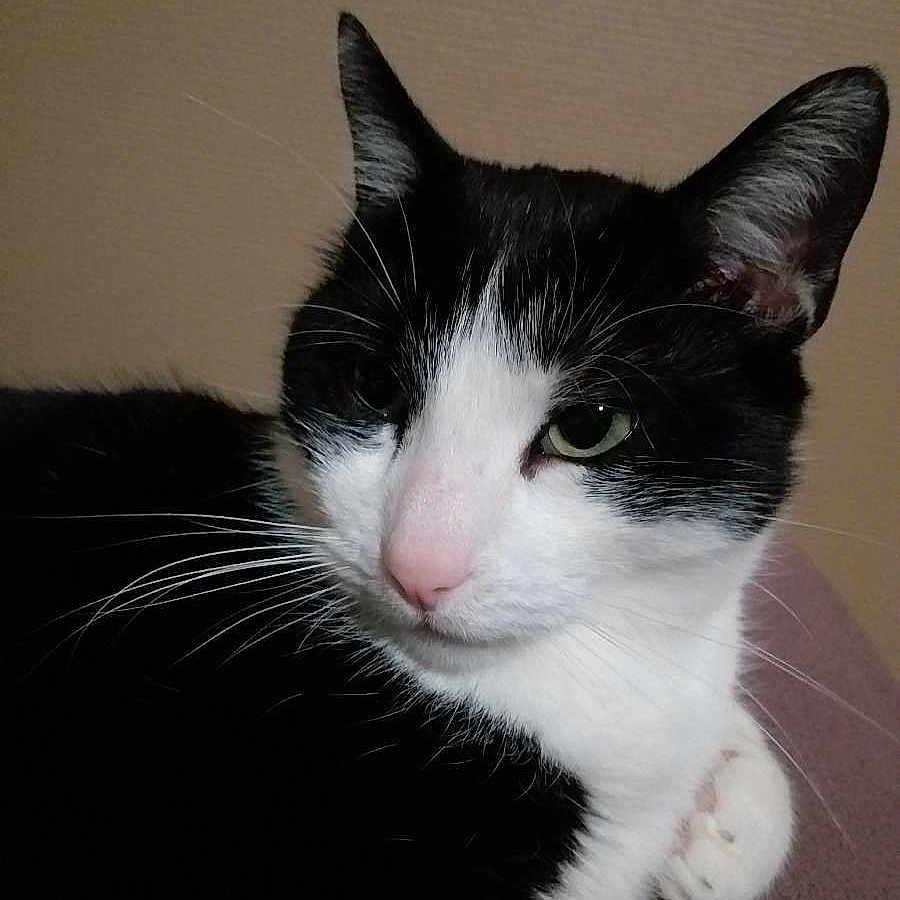 Babouche participe au concours pour gagner de l'argent avec cette photo : cat, black_and_white, pet, animal, feline, close_up, whiskers, pink_nose, indoor, portrait, fur, ears, eyes, resting, cute, domestic_animal, mammal, calm, relaxed, looking_away