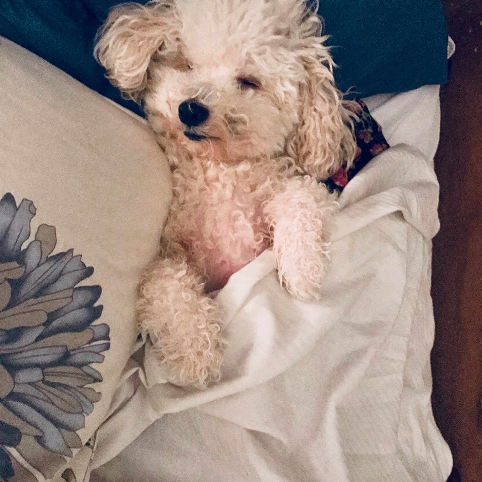 Doodle joined the competition — help win amazing prizes! bolognese, bolonka, canidae, carnivore, cavapoo, cockapoo, companion_dog, dog, dog_breed, maltepoo, mammal, miniature_poodle, non_sporting_group, poodle, poodle_crossbreed, puppy, puppy_love, schnoodle, toy_poodle, vertebrate