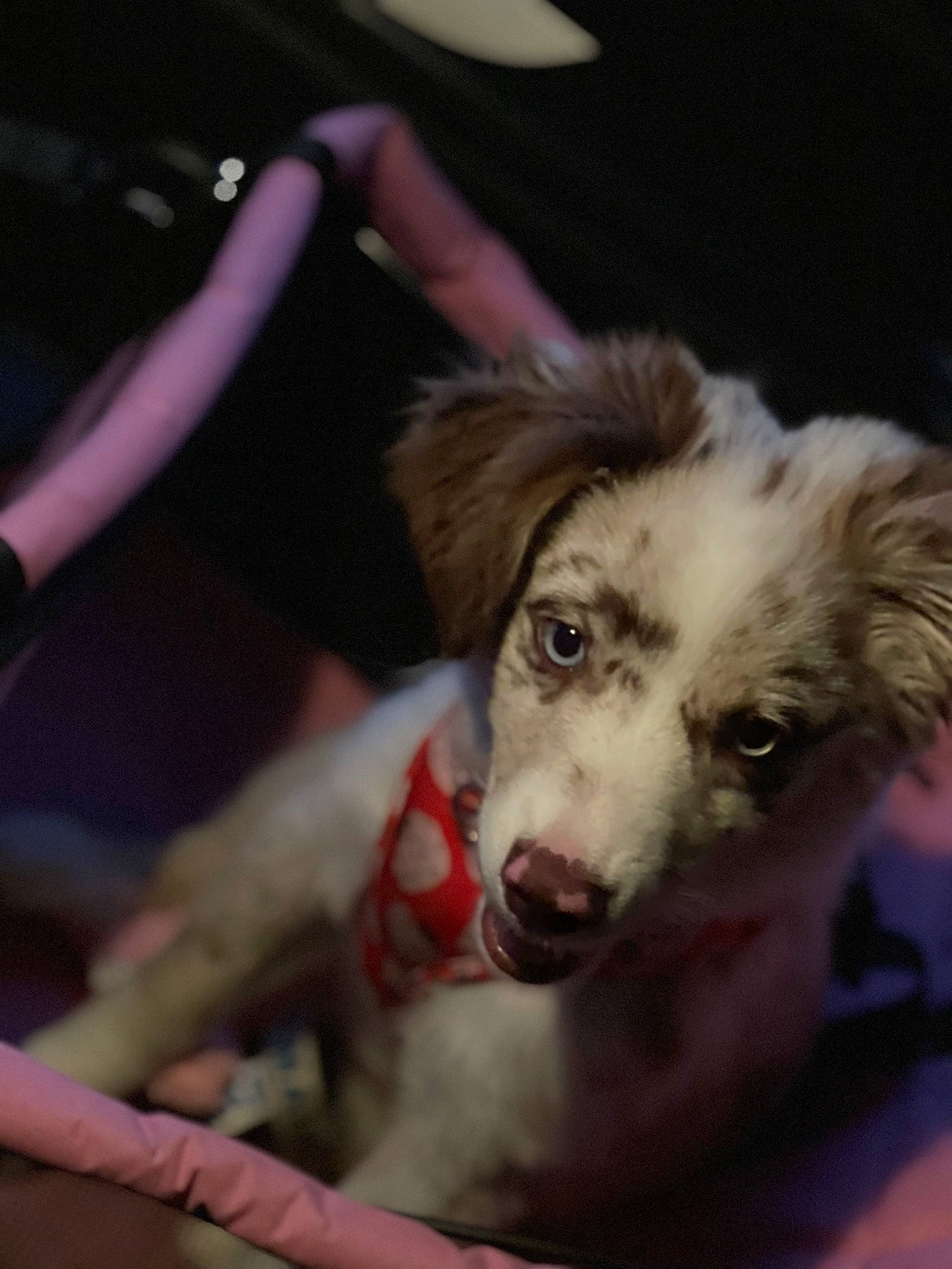 Emerald joined the competition — help win amazing prizes! ancient_dog_breeds, australian_shepherd, canidae, carnivore, companion_dog, dog, dog_breed, event, fur, puppy, snout, sporting_group, terrestrial_animal, whiskers, wildlife, working_animal, working_dog