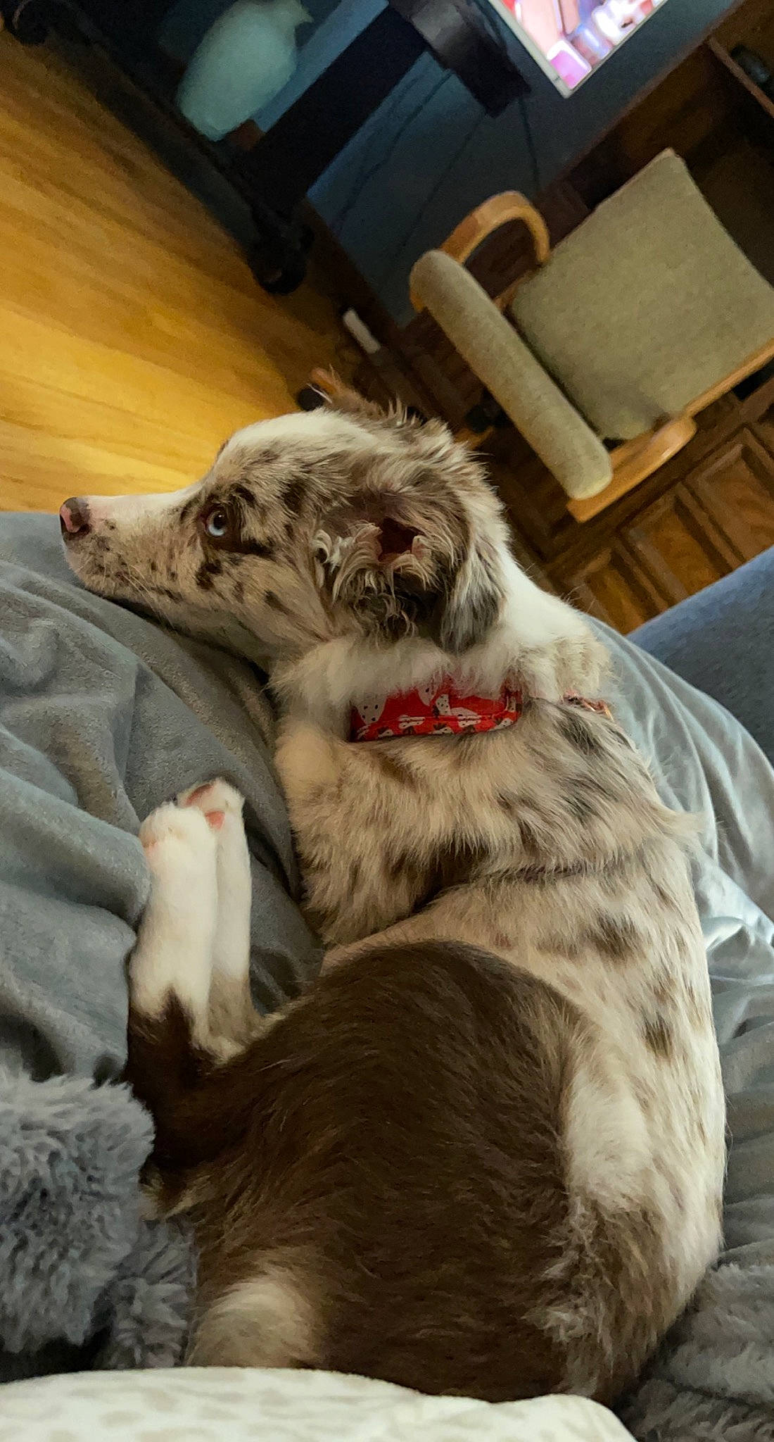 Emerald joined the competition — help win amazing prizes! carnivore, claw, comfort, companion_dog, couch, dog, dog_breed, fawn, felidae, fur, natural_material, room, small_to_medium_sized_cats, sporting_group, tail, terrestrial_animal, texas_heeler, whiskers, wood, working_animal