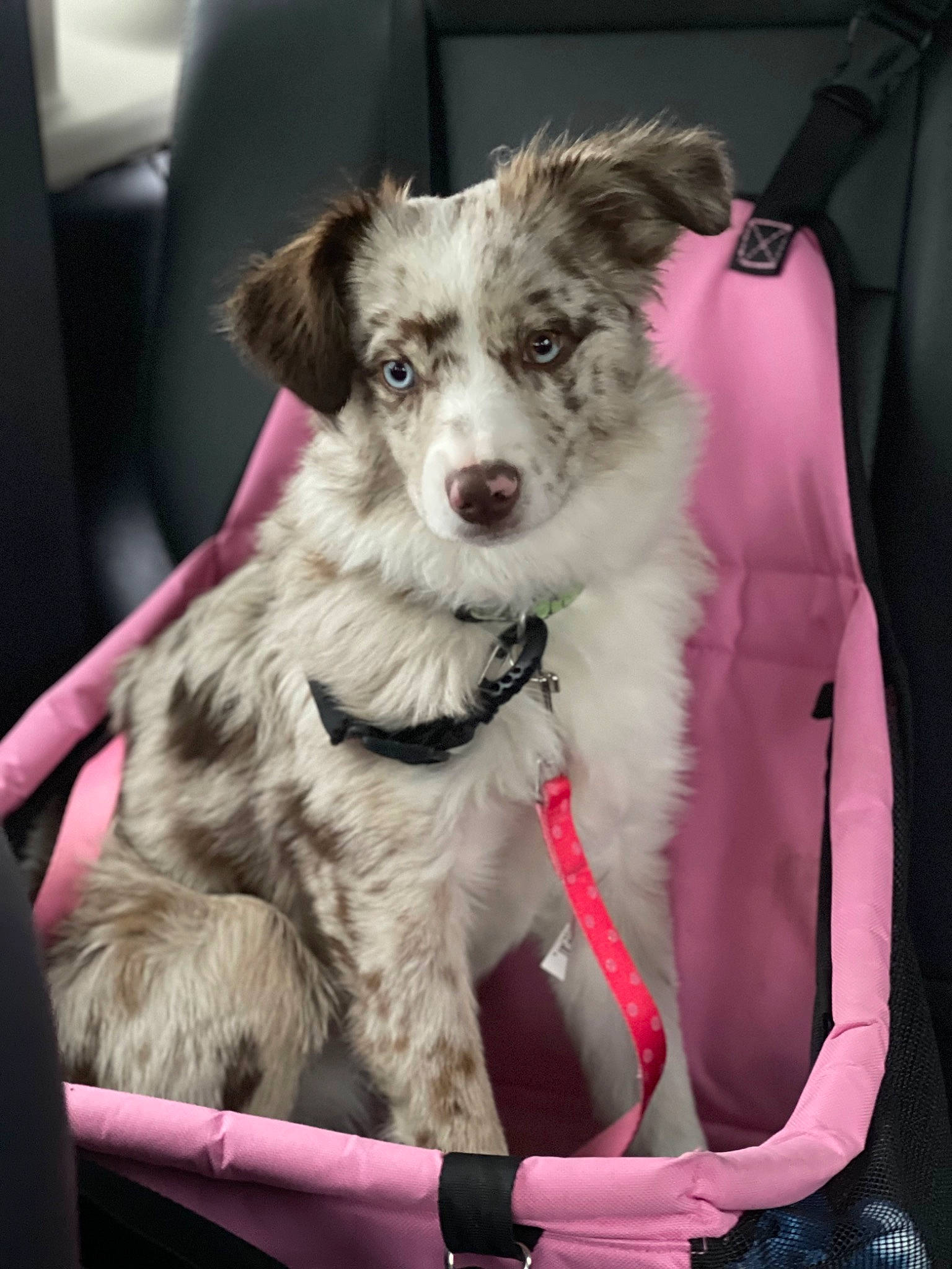 Emerald joined the competition — help win amazing prizes! canidae, carnivore, collar, companion_dog, dog, dog_breed, dog_collar, dog_supply, fur, leash, non_sporting_group, paw, snout, sporting_group, terrestrial_animal, texas_heeler, toy_dog, whiskers, working_animal, working_dog