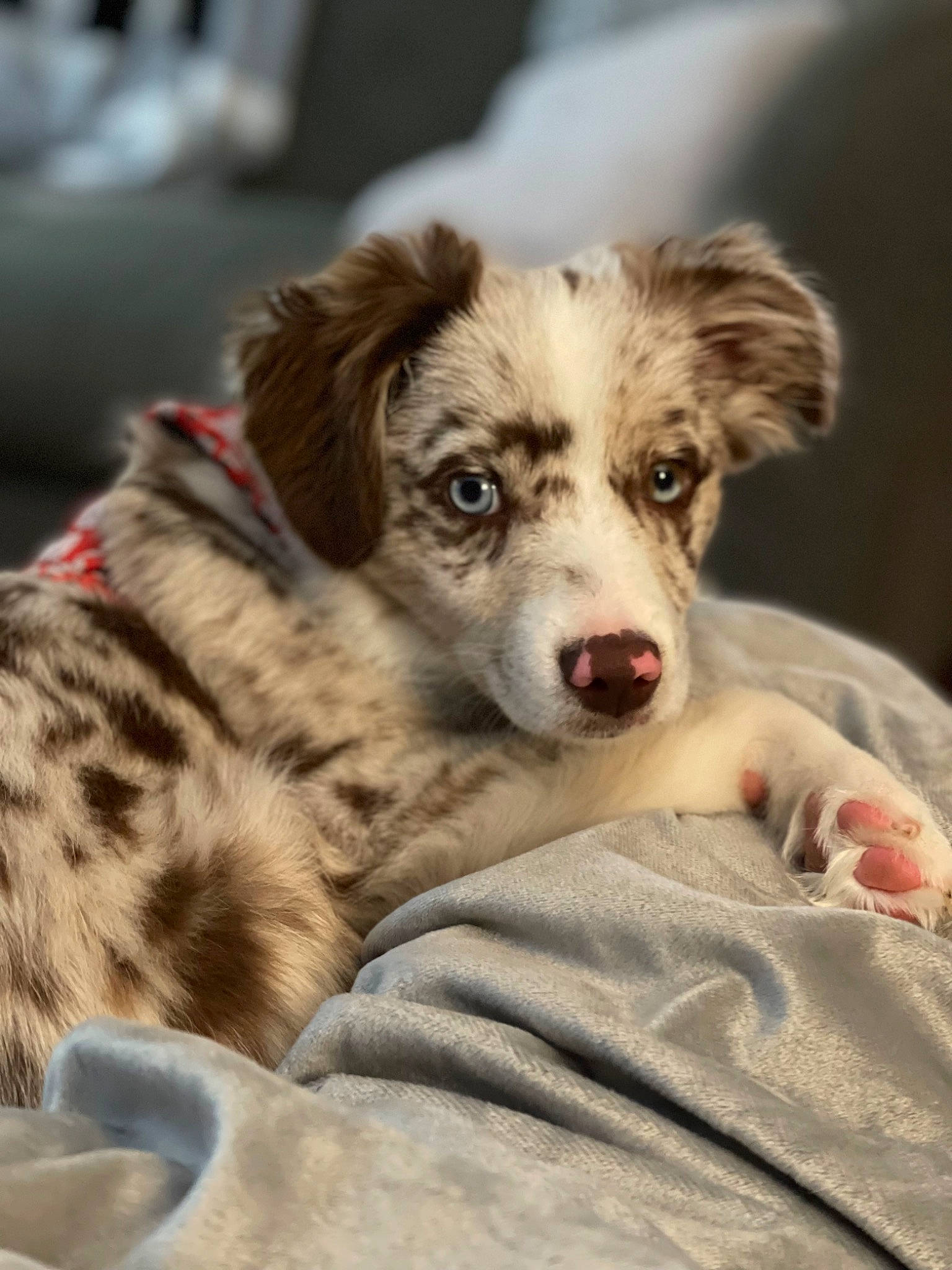 Emerald is registered to the contest to win money with this photo: australian_collie, australian_shepherd, bored, canidae, carnivore, companion_dog, dog, dog_breed, fur, grass, herding_dog, plant, puppy, snout, sporting_group, terrestrial_animal, whiskers, working_animal, working_dog