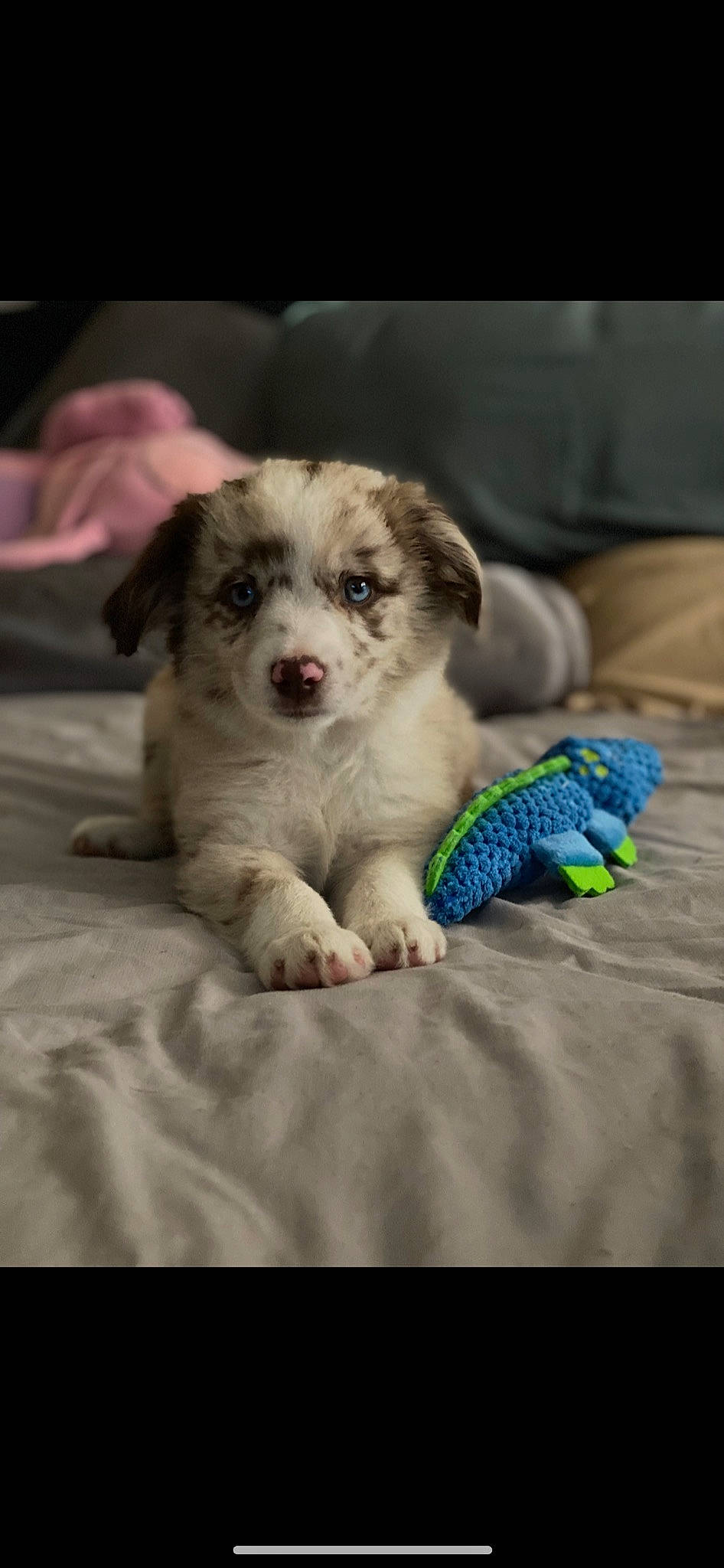 Emerald is registered to the contest to win money with this photo: carnivore, child, comfort, companion_dog, couch, dog, dog_breed, fur, grey, linens, paw, terrestrial_animal, toy_dog, whiskers