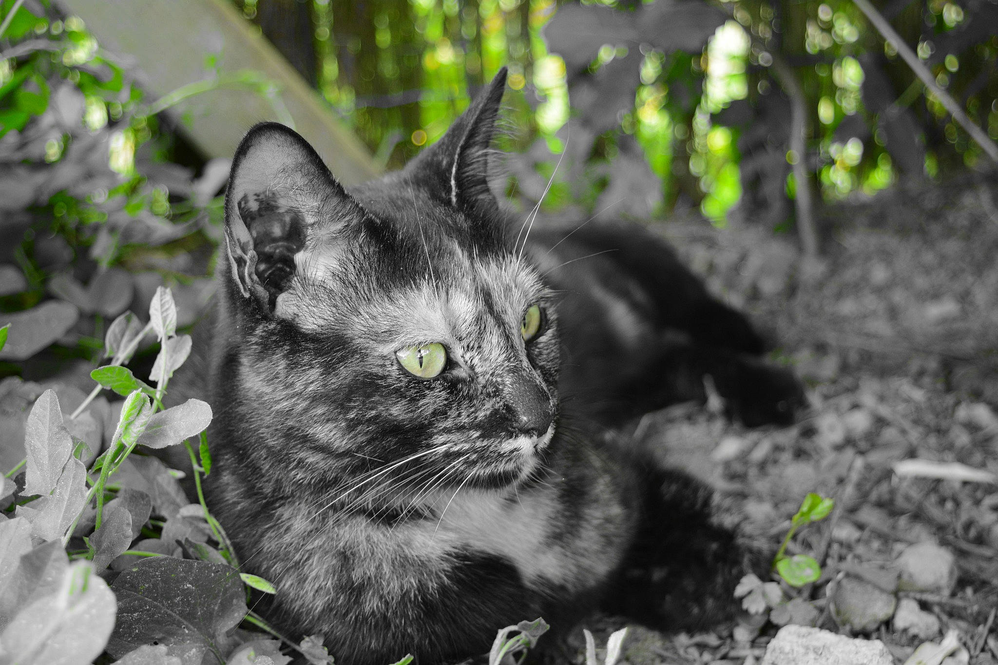 Pistache participe au concours pour gagner de l'argent avec cette photo : black_cat, carnivore, cat, domestic_short_haired_cat, eye, felidae, fur, grass, groundcover, monochrome, monochrome_photography, plant, small_to_medium_sized_cats, snout, tail, terrestrial_animal, tree, trunk, whiskers, wildlife