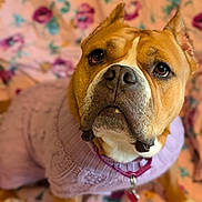 Bella Maria is registered to the contest to win money with this photo: dog, pet, sweater, purple, floral, blanket, cute, portrait, canine, fur, collar, indoors, animal, muzzle, ears, brown, white, closeup, expression, domestic
