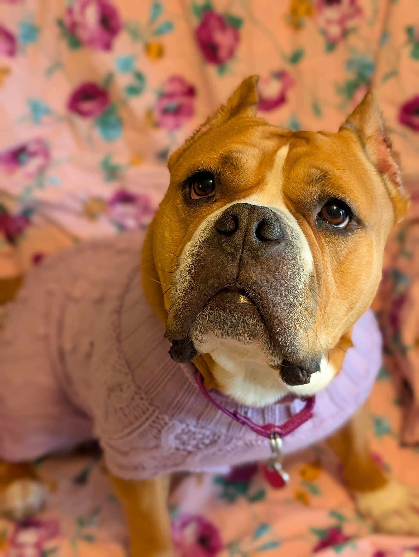 Bella Maria is registered to the contest to win money with this photo: dog, pet, sweater, purple, floral, blanket, cute, portrait, canine, fur, collar, indoors, animal, muzzle, ears, brown, white, closeup, expression, domestic