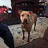 Smokey joined the competition — help win amazing prizes! dog, brindle, carpet, living_room, furniture, television, fireplace, exercise_equipment, couch, rug, pet, collar, indoor, home, curious, standing, brown, ears, eyes, floor