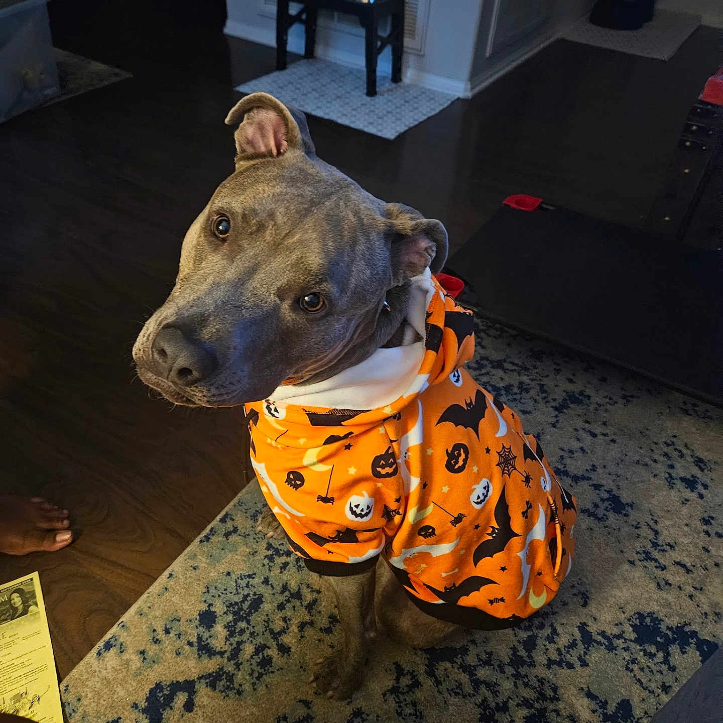 Smokey joined the competition — help win amazing prizes! dog, pet, halloween, hoodie, orange_clothing, indoor, carpet, wood_floor, curious, head_tilt, brown_dog, patterned_rug, dog_bowl_stand, cozy, warm_lighting, casual, animal, cute, sitting, looking_up