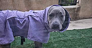 Smokey is registered to the contest to win money with this photo: dog, purple_raincoat, grass, fence, yard, screen_door, outdoor, pet, canine, raincoat, animal, weather_protection, curious, standing, clothing, backyard, fence_post, concrete, garden, leisure