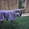 dog, purple_raincoat, grass, fence, yard, screen_door, outdoor, pet, canine, raincoat, animal, weather_protection, curious, standing, clothing, backyard, fence_post, concrete, garden, leisure