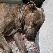 Smokey is registered to the contest to win money with this photo: dog, sleeping, brindle, collar, indoor, pet, resting, cozy, bed, rug, paw, animal, furry, canine, relaxation, closeup, domestic, quiet, peaceful, companion
