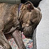 dog, sleeping, brindle, collar, indoor, pet, resting, cozy, bed, rug, paw, animal, furry, canine, relaxation, closeup, domestic, quiet, peaceful, companion
