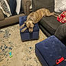 Smokey is registered to the contest to win money with this photo: dog, living_room, ottoman, carpet, couch, pillows, toy, relaxed, brown_dog, furniture, home_interior, pet, resting, cozy, indoor, blanket, decor, collar, seat, floor
