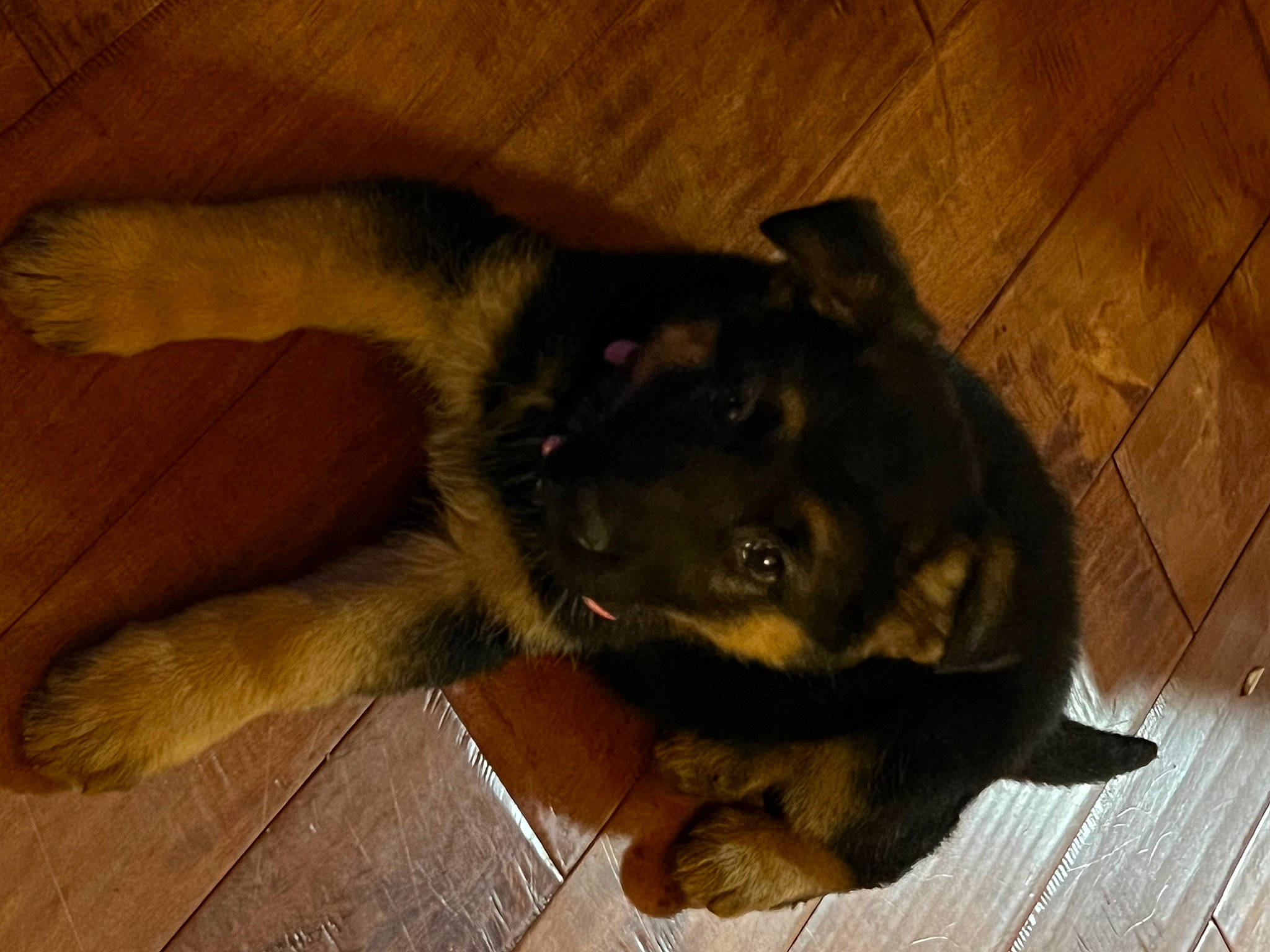 Ruby is registered to the contest to win money with this photo: borador, carnivore, comfort, companion_dog, dog, dog_breed, floor, flooring, fur, guard_dog, hardwood, paw, plank, tail, varnish, wood, wood_flooring, wood_stain, working_animal, working_dog