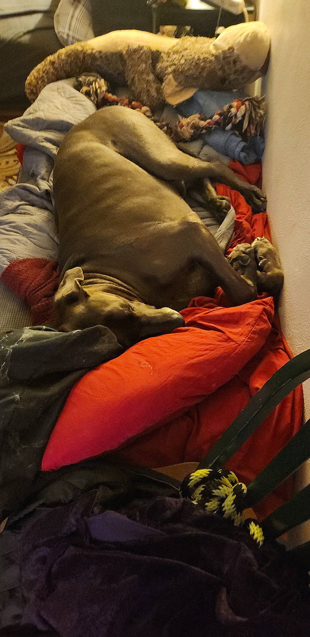 Dozer joined the competition — help win amazing prizes! bag, bedding, brown, carmine, comfort, human_leg, knee, linens, luggage_and_bags, nap, room, textile, thigh, tints_and_shades, wood