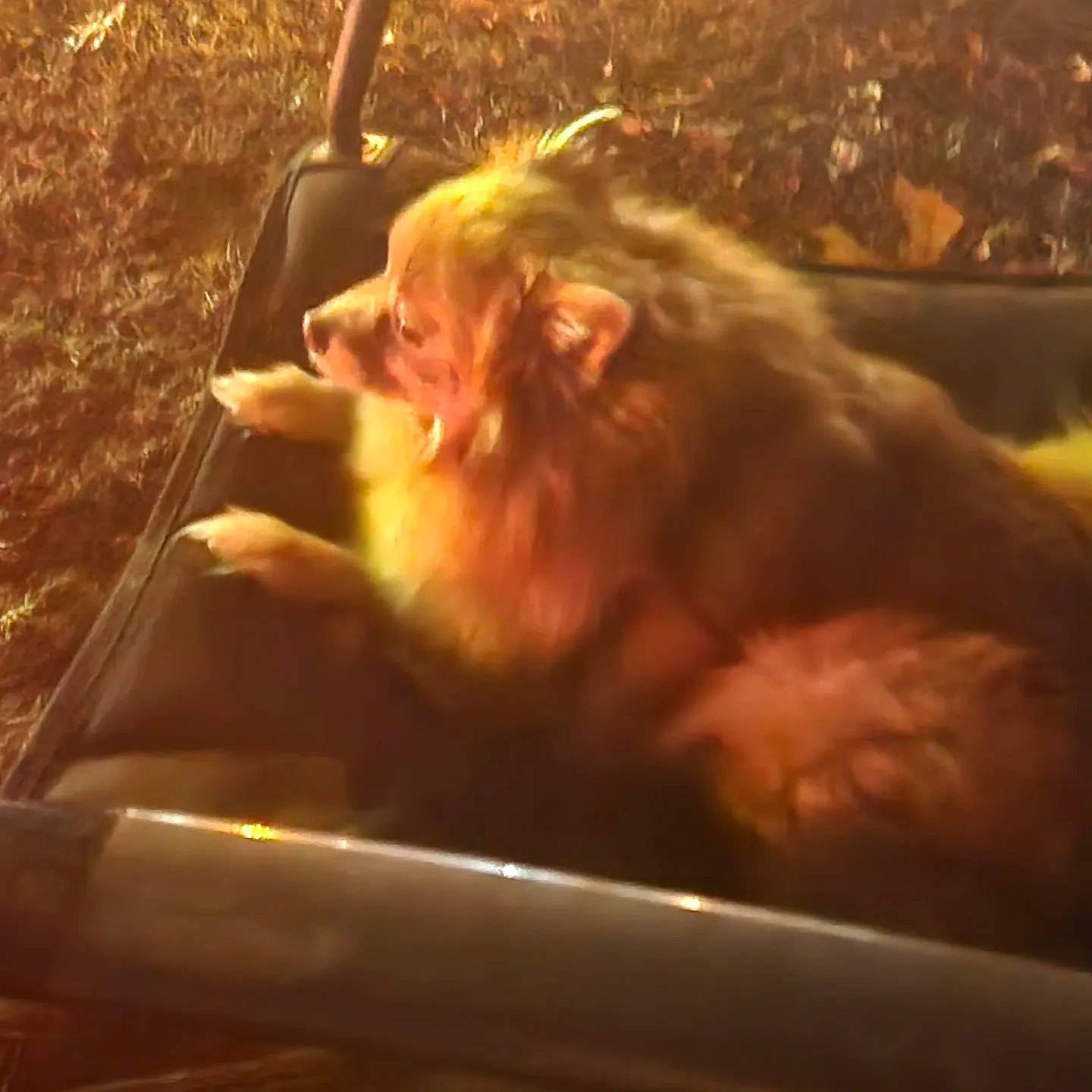 Lola is registered to the contest to win money with this photo: animal_shelter, automotive_exterior, canidae, carnivore, claw, companion_dog, dog_breed, fawn, fur, liver, macaque, pet_supply, rodent, snout, sporting_group, tail, terrestrial_animal, whiskers, wildlife