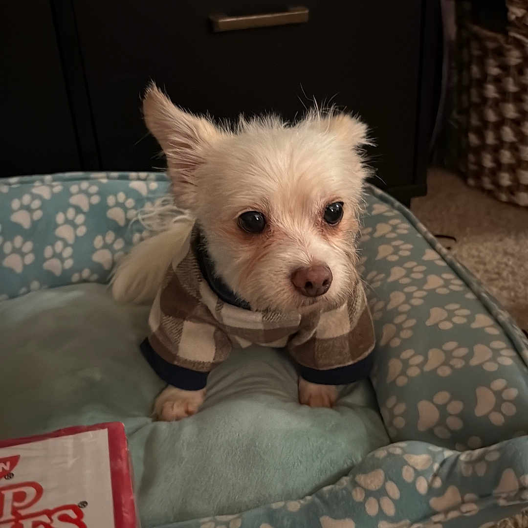 Nene joined the competition — help win amazing prizes! alert, animal, cabinet, carpet, companion, cozy, cute, decor, dog, dog_bed, furniture, home, indoor, paw_prints, pet, plaid_sweater, plant_pots, portrait, small_dog, white_dog