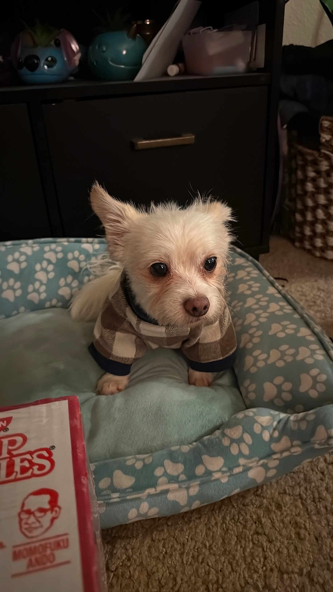 Nene joined the competition — help win amazing prizes! dog, small_dog, white_dog, plaid_sweater, dog_bed, paw_prints, indoor, carpet, cabinet, plant_pots, decor, cute, pet, animal, cozy, alert, furniture, portrait, home, companion