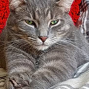 Casper is registered to the contest to win money with this photo: animal, blanket, cat, close_up, cozy, cute, ears, feline, fur, gray_cat, green_eyes, indoor, lounging, paws, pet, portrait, red_background, resting, short_hair, whiskers