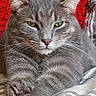 animal, blanket, cat, close_up, cozy, cute, ears, feline, fur, gray_cat, green_eyes, indoor, lounging, paws, pet, portrait, red_background, resting, short_hair, whiskers