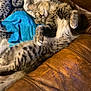 cat, tabby, sleeping, relaxed, couch, leather, blanket, indoor, pet, feline, fur, striped, paw, whiskers, cozy, comfort, domestic, resting, animal, home