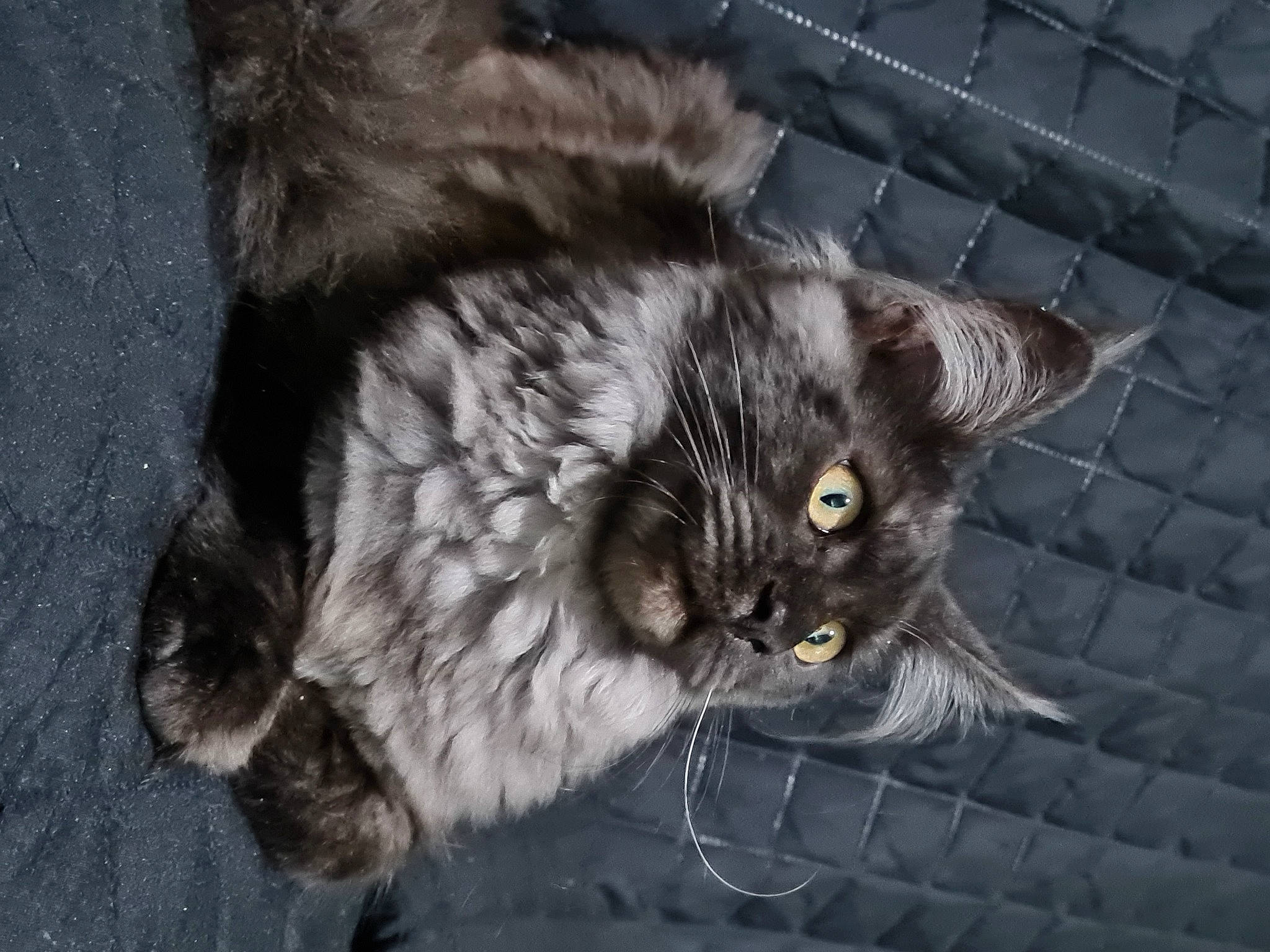 Héra a rejoint le concours — aidez-le/la à gagner de superbes lots ! animal_shelter, black_cat, carnivore, cat, claw, domestic_short_haired_cat, eye, felidae, fur, grey, maine_coon, monochrome_photography, paw, road_surface, small_to_medium_sized_cats, snout, tail, whiskers, window