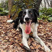 Juno participe au concours pour gagner de l'argent avec cette photo : dog, black_and_white, tongue_out, stick, tree, moss, leaves, forest, outdoor, nature, pet, playful, animal, canine, happy, fur, ears, eyes, snout, paw