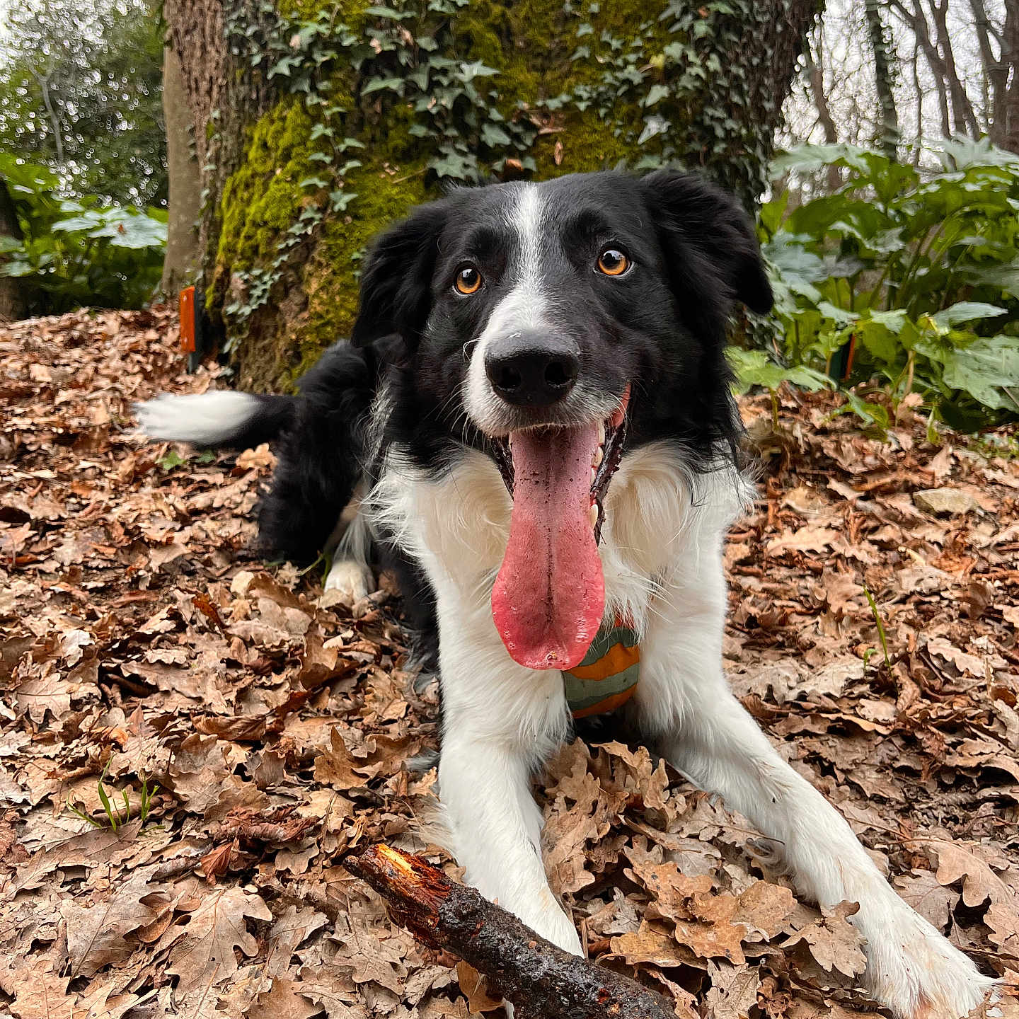 Juno participe au concours pour gagner de l'argent avec cette photo : animal, black_and_white, canine, dog, ears, eyes, forest, fur, happy, leaves, moss, nature, outdoor, paw, pet, playful, snout, stick, tongue_out, tree