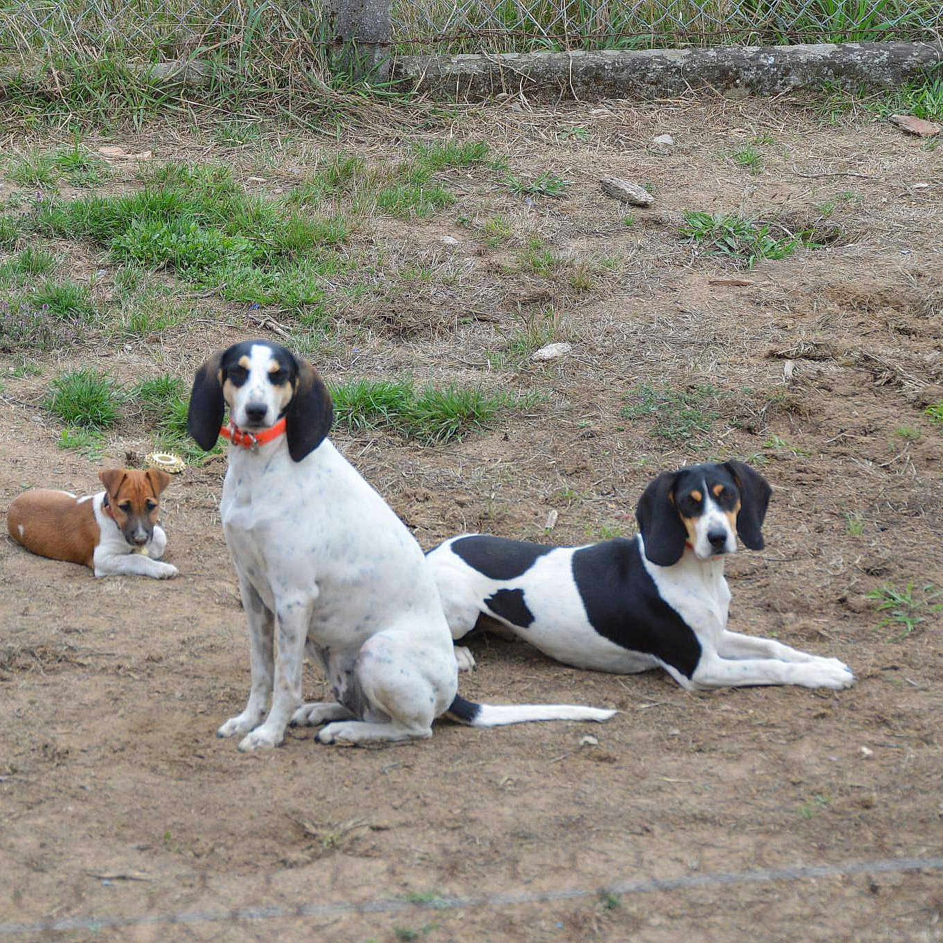 Loka Jaya Houpette De Gauche à