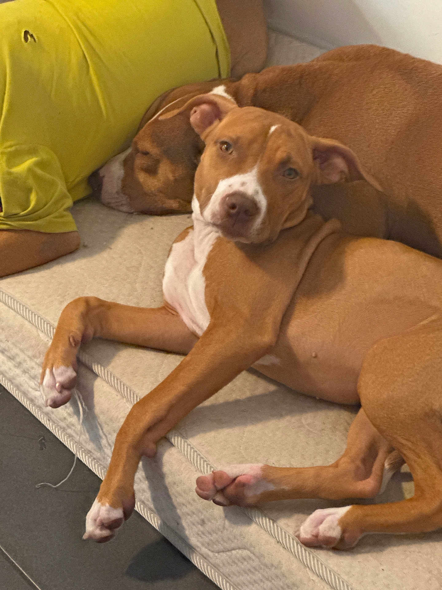 Nala participe au concours pour gagner de l'argent avec cette photo : dog, brown_dog, pet, sleeping_dog, relaxed, mattress, indoor, animal, canine, two_dogs, laying_down, resting, paw, fur, cute, companion, cozy, domestic, friendship, calm