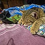 cat, tabby, sleeping, paw, bed, blanket, fabric, indoor, cozy, resting, feline, cute, animal, pet, striped, soft, comfort, closeup, relax, nap