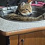 cat, sink, indoor, wooden_cabinet, countertop, feline, pet, domestic_animal, curious, resting, fur, whiskers, ears, collar, household, kitchen, relaxed, looking, metal_sink, closeup