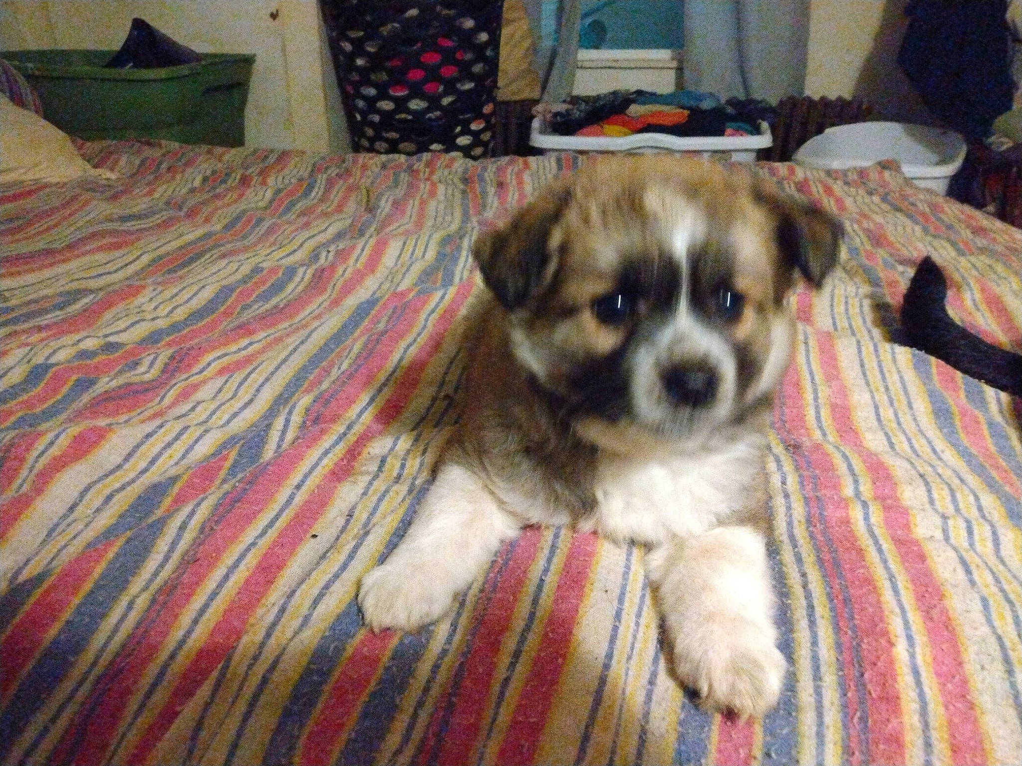 Porky is registered to the contest to win money with this photo: carnivore, chair, comfort, companion_dog, couch, dog, dog_breed, dog_supply, fawn, fur, furniture, hardwood, linens, pattern, pillow, room, snout, toy_dog, whiskers, working_animal