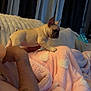 Bbl Chiquis is registered to the contest to win money with this photo: puppy, dog, french_bulldog, blanket, pink_blanket, couch, sofa, human_arm, tattoo, hand, pillow, curtain, living_room, indoor, plant, diaper_pack, cozy, resting, small_dog, cute