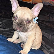Bbl Chiquis is registered to the contest to win money with this photo: dog, puppy, french_bulldog, pet, bed, blanket, pillow, bow, ears, red_eyes, paw, sitting, indoor, bedroom, folded_clothes, door, doorknob, flash, black_sheet, cute