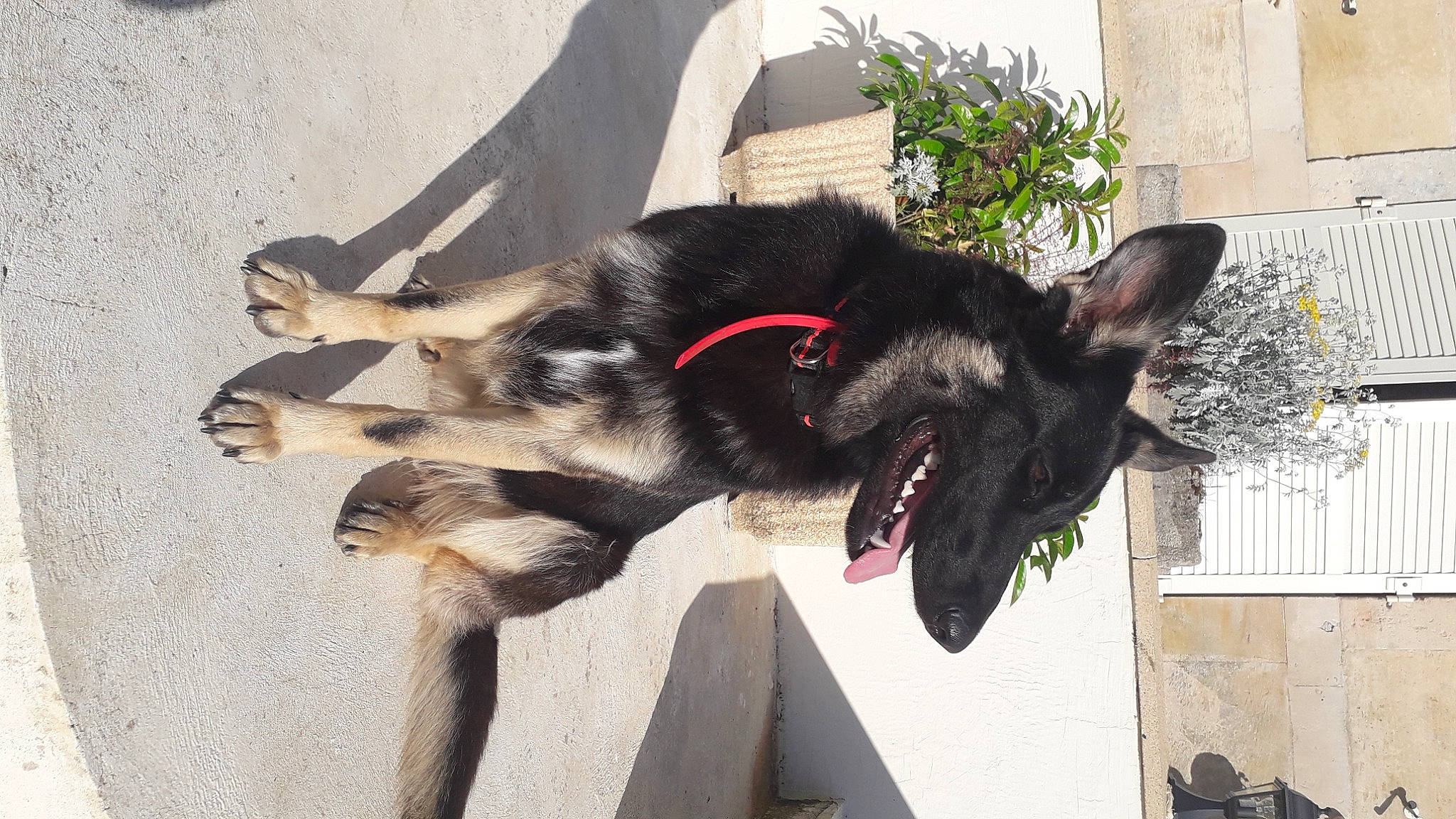 Polka a rejoint le concours — aidez-le/la à gagner de superbes lots ! carmine, carnivore, collar, companion_dog, dog, dog_breed, dog_collar, dog_supply, fashion_accessory, fur, guard_dog, leash, paw, pet_supply, plant, sporting_group, tail, window, working_animal, working_dog