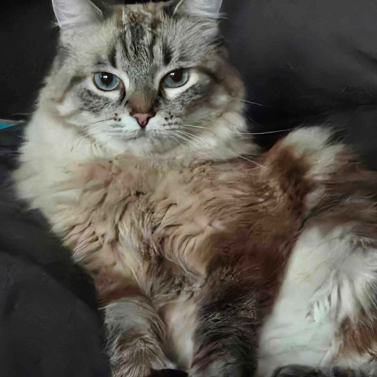 Nana participe au concours pour gagner de l'argent avec cette photo : animal, blue_eyes, cat, close_up, comfortable, couch, cute, domestic_animal, feline, fluffy, fur, indoor, laying_down, mammal, pet, portrait, relaxed, resting, soft_fur, whiskers