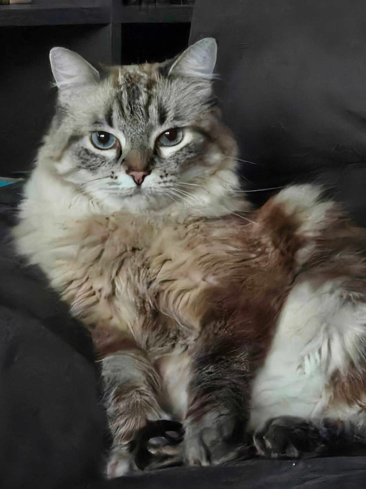 Nana participe au concours pour gagner de l'argent avec cette photo : cat, fluffy, blue_eyes, relaxed, indoor, couch, pet, feline, fur, whiskers, close_up, animal, domestic_animal, laying_down, portrait, cute, mammal, soft_fur, resting, comfortable
