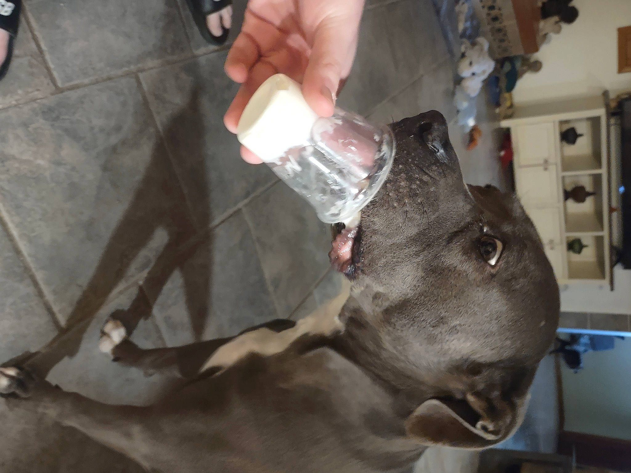 Yuma is registered to the contest to win money with this photo: dog_breed, drink, drinking, fur, glass, hat, human_leg, machine, metal, personal_protective_equipment, plastic_bottle, sculpture, service, snout, soft_drink, statue, working_animal