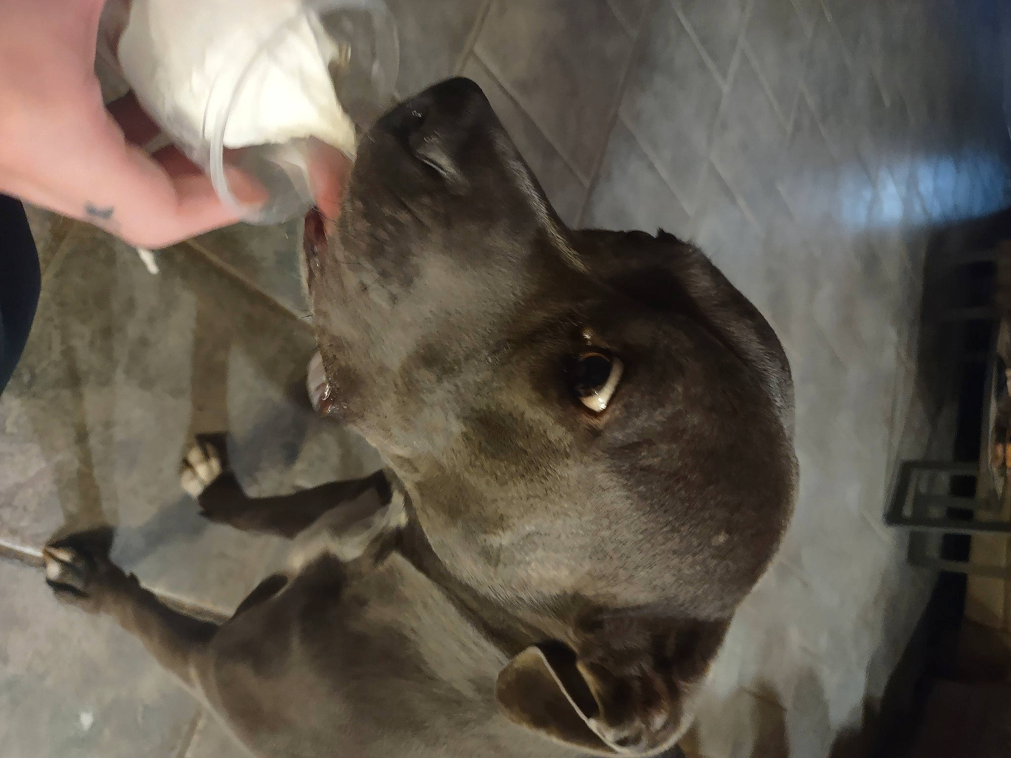 Yuma is registered to the contest to win money with this photo: canidae, carnivore, collar, dog, dog_breed, ear, fawn, fur, jaw, liver, non_sporting_group, pet_supply, rampur_greyhound, snout, sporting_group, terrestrial_animal, whiskers, working_animal